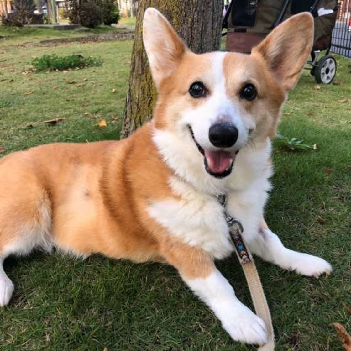 大きさではなく犬種によって変わる 理想的な 犬の散歩量 とは いぬのきもちweb Magazine 大きさではなく犬種によって変わる 理想的な 犬の散歩量 とは いぬのきもちweb Magazine