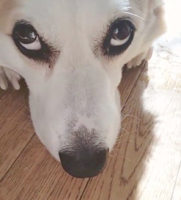 床で寝そべるコーギー