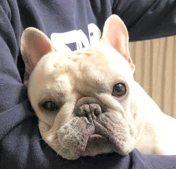 飼い主さんに抱っこされる三郎くん