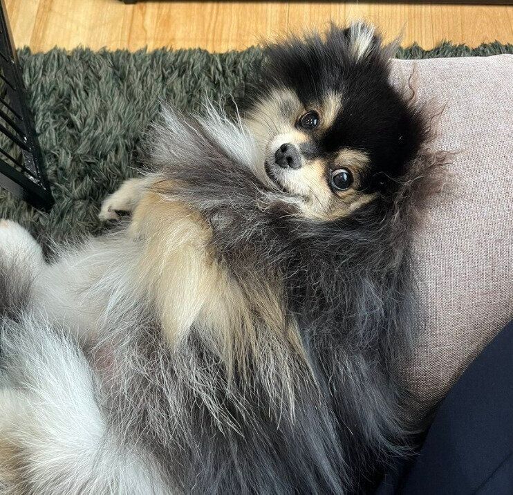 飼い主さんのそばでゴロゴロする五朗丸くん