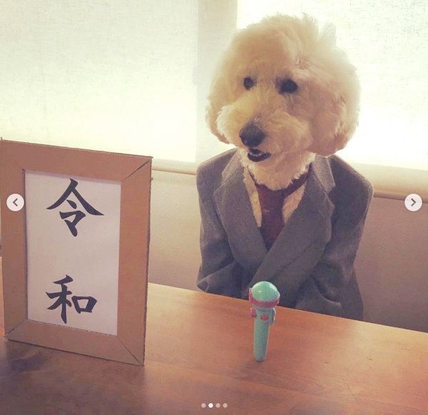 スタンダード・プードルのりくちゃん