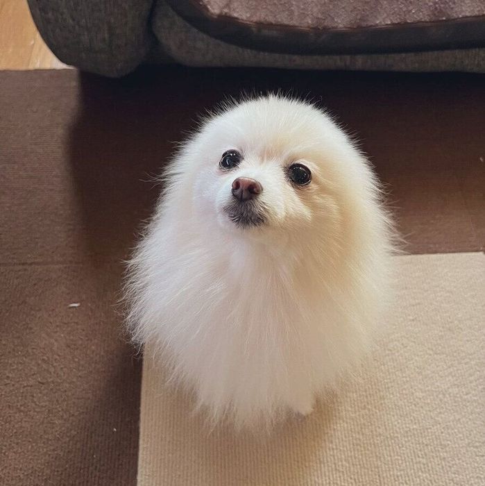 飼い主さんを見上げるもちこちゃん
