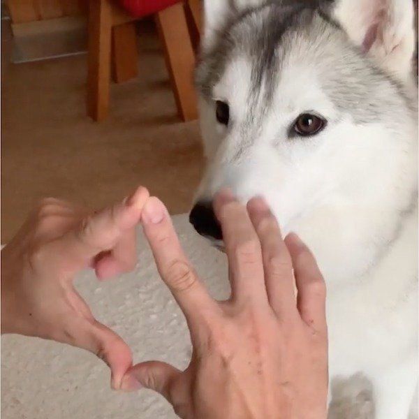 スポッとハマるシベリアン・ハスキー