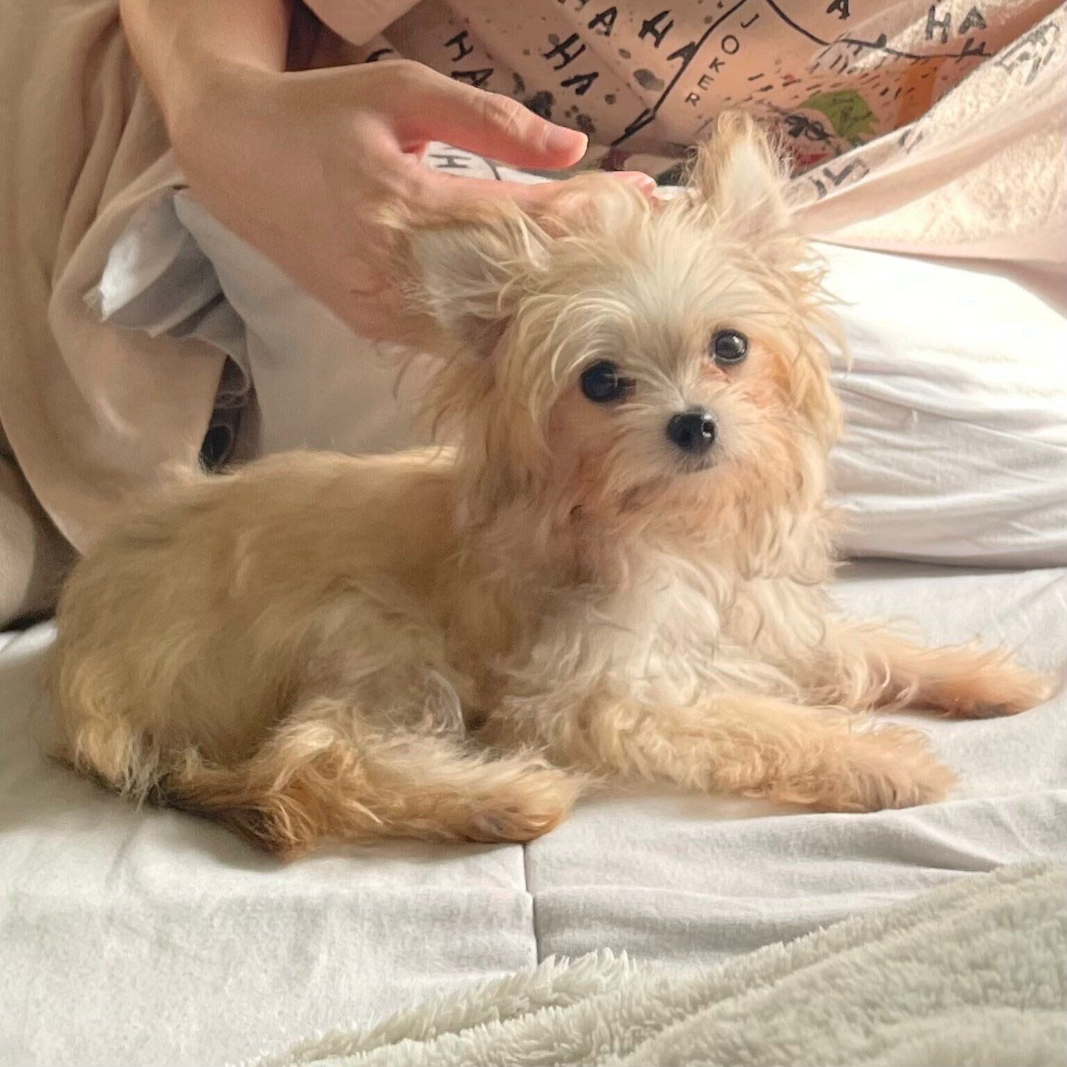 お迎えしたばかりのころのめろ子ちゃん