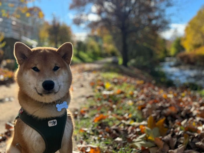 散歩中の柴犬