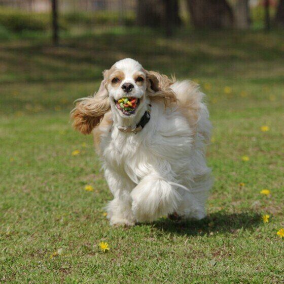 愛犬をドッグランに連れて行く際に注意すること いぬのきもち