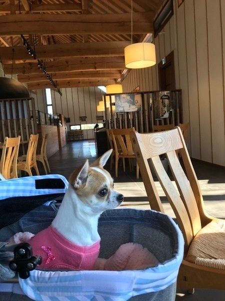 ドッグカフェにいるピンクの服を着たチワワ