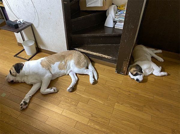 寝姿がシンクロしているデイジーちゃんとドーンくん