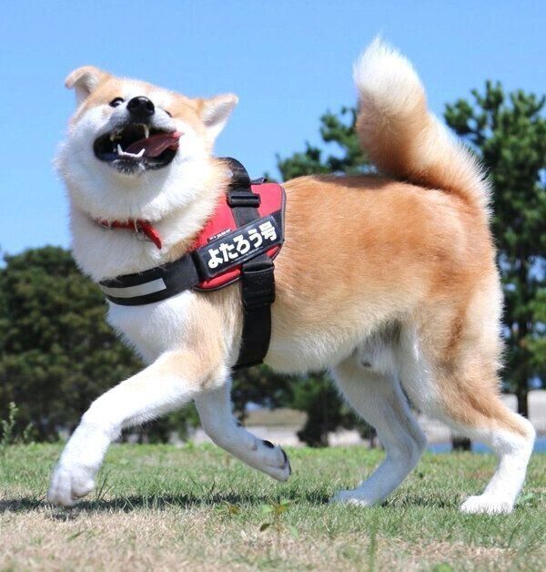 変顔をするよたろうくん
