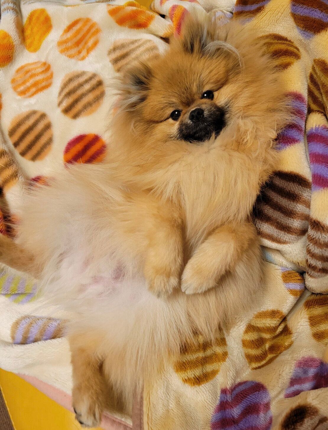 ヘソ天姿を見せるポメリーくん