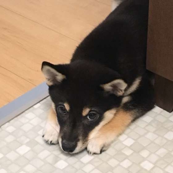 お腹いっぱいの犬が見せるサイン 食事を一気に食べると命を落とすリスクも いぬのきもちweb Magazine