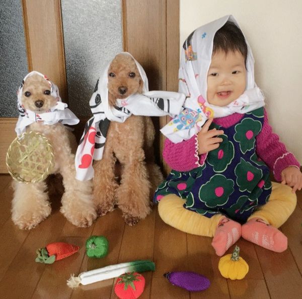 おままごとをする犬