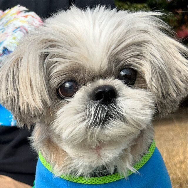 シーズー犬マンガてんぽshihtzu