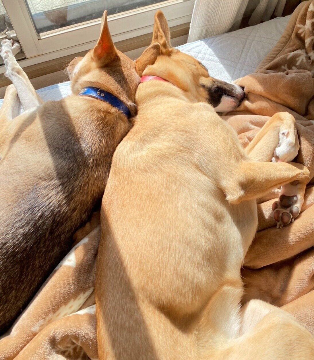 くっついて眠るあんこちゃん、もちちゃん