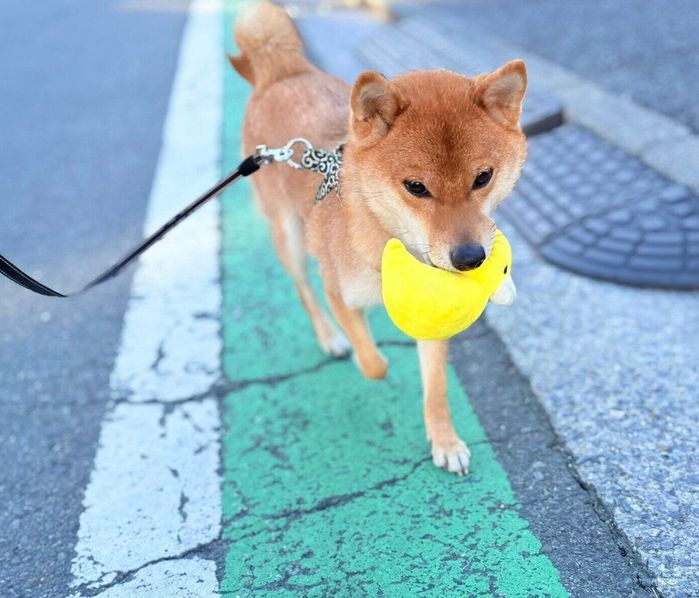 アヒルさんを運搬するべにまるくん