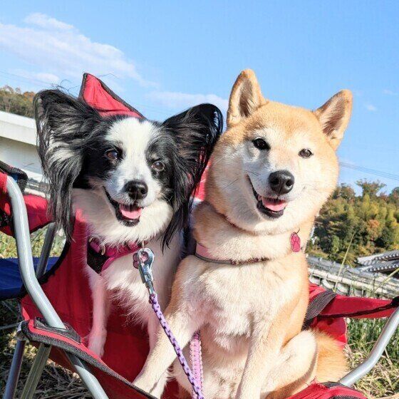 老いていく愛犬への接し方について考える