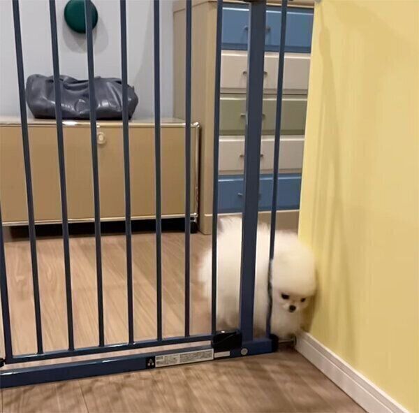 柵を突破しようとするむうちゃん