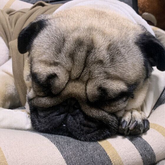 犬のいびきの原因と注意点 いびきをかきやすい犬の傾向は？ 犬の寝顔 パグ いぬのきもち
