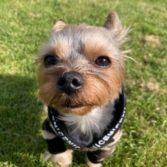 ヨークシャー・テリア