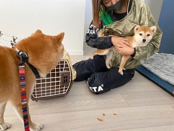 新入り犬で弟子のがんもくんを見つめるちくわくん