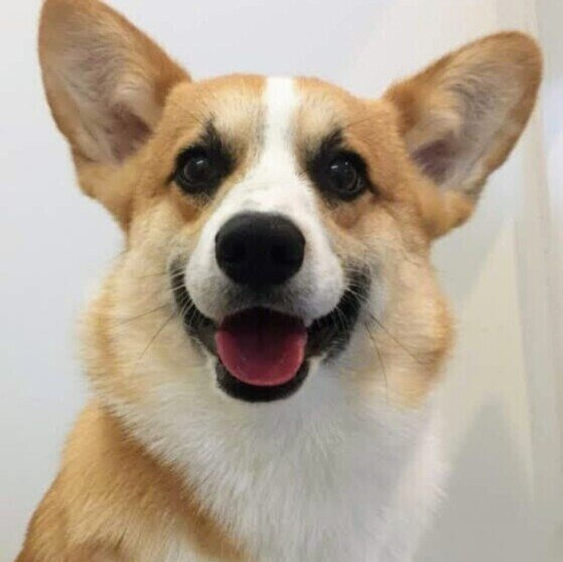 犬の血液型は8種類 犬の血液 と 人の血液 を比べてみた いぬのきもちweb Magazine 犬の血液型は8種類 犬の血液 と 人の血液 を比べてみた いぬのきもちweb Magazine