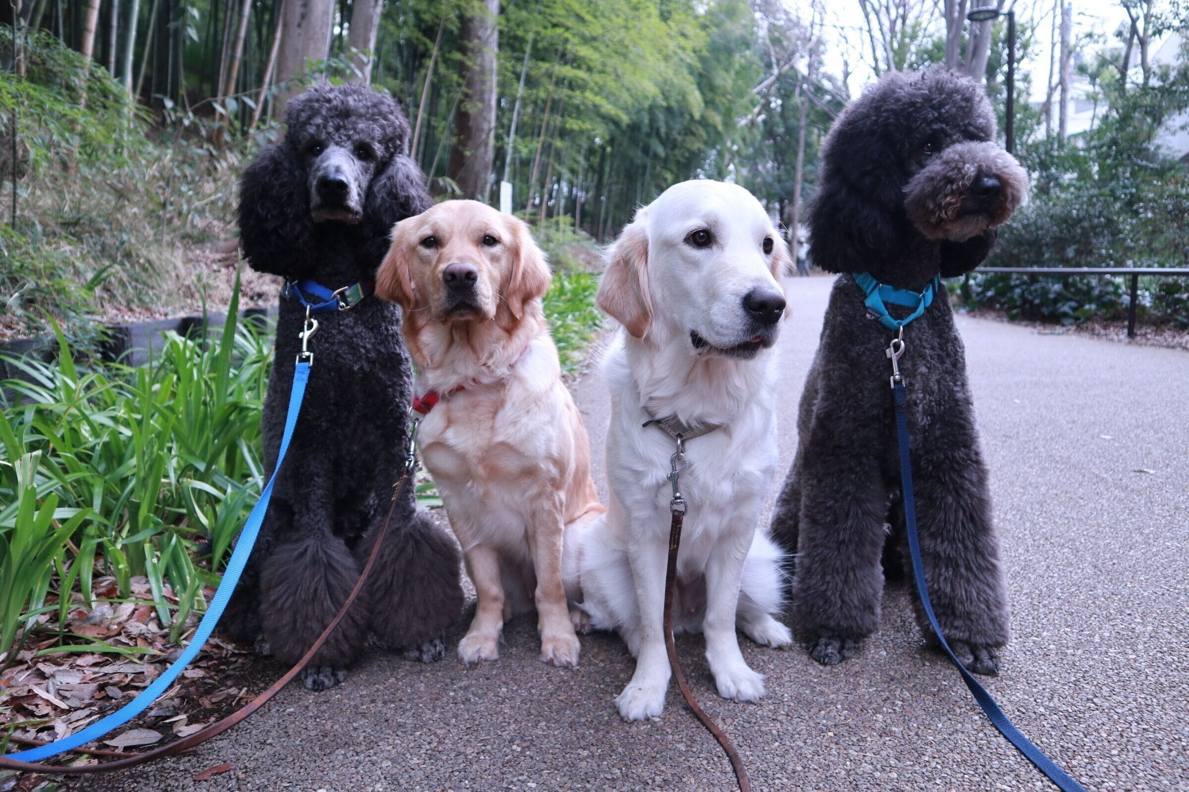 聖マリアンナ医科大学病院勤務犬3代目育成プロジェクト