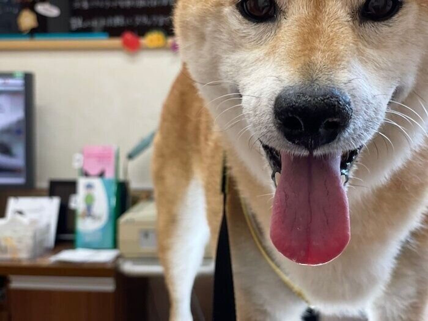 柴犬マロたん マテ の成果でレントゲン撮影も頑張りました いぬのきもちweb Magazine 柴犬マロたん マテ の成果でレントゲン撮影も頑張りました いぬのきもちweb Magazine