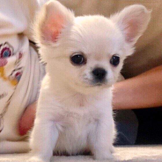 この人大好き！犬が一緒にいたい人の特徴4つ いぬのきもち