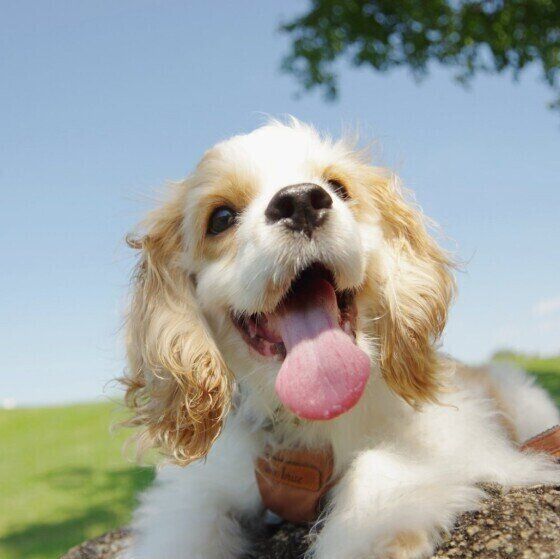 散歩するアメリカン・コッカー・スパニエル