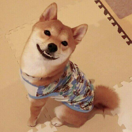 笑っている柴の弾十郎くん