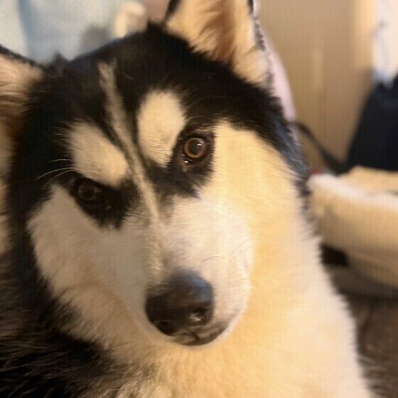 シベリアン・ハスキーのウルくん