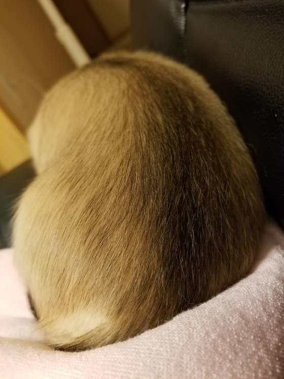 ミニチュア・ダックスフンドのかりんとちゃん