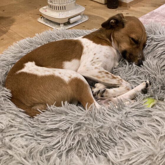 犬がくるくる・ほりほりしてから寝るのはなぜ？ 犬が寝る前に回る・掘る意味とは いぬのきもち