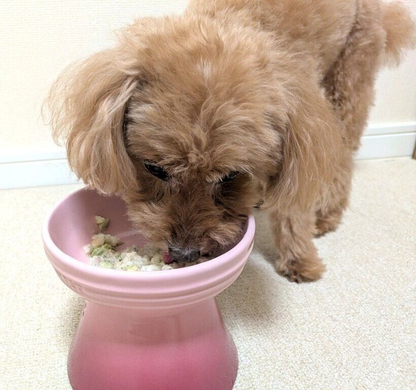 試したのは、副編集長と愛犬モコ（メス・14才／トイ・プードル）