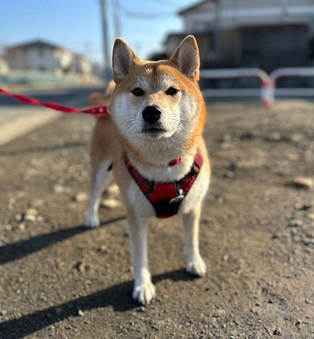 散歩をするりんちゃん