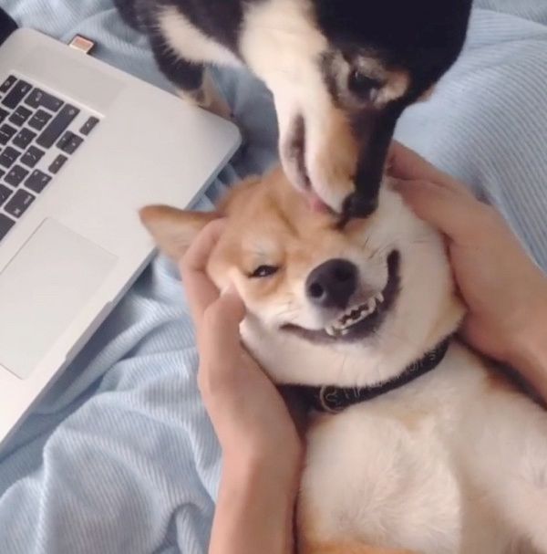 顔面マッサージでニコニコする柴犬