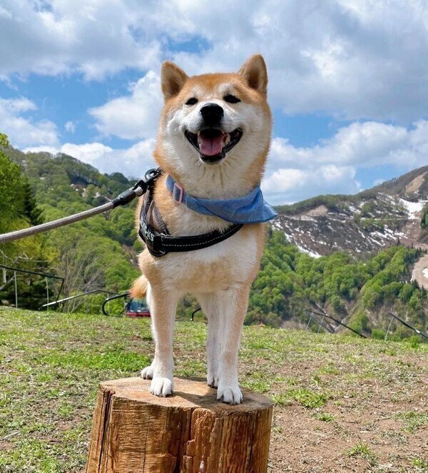 お出かけを楽しむ栗太郎くん