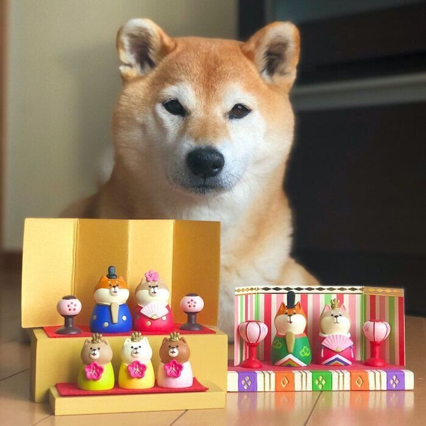 10回目の うちのこ記念日 を迎えた柴犬マロたん あっという間の10年 大きくなりました いぬのきもちweb Magazine 10回目の うちのこ記念日 を迎えた柴犬マロたん あっという間の10年 大きくなりました いぬのきもちweb Magazine
