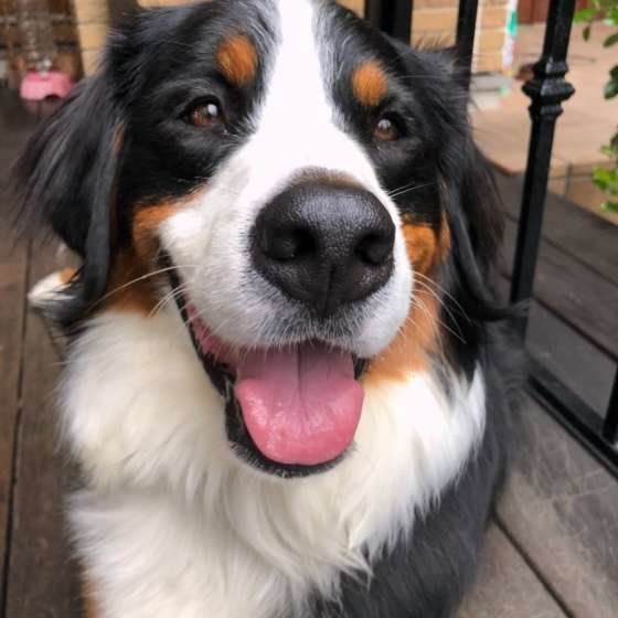 さくらちゃん  バーニーズ・マウンテン・ドッグ