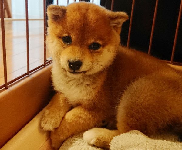 見つめる柴犬