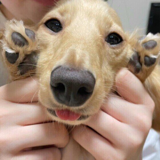 抱っこされるカニーンヘン・ダックスフンド