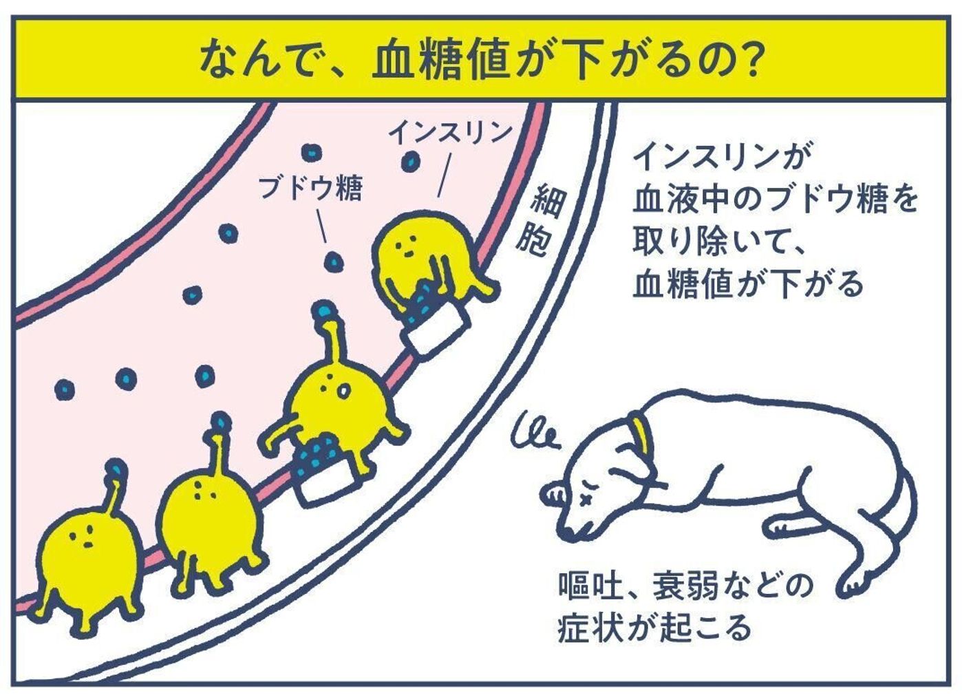 身近な食べ物で犬の命が危険に 要注意な食べ物3選 いぬのきもちweb Magazine 身近な食べ物で犬の命が危険に 要注意な食べ物3選 いぬのきもちweb Magazine