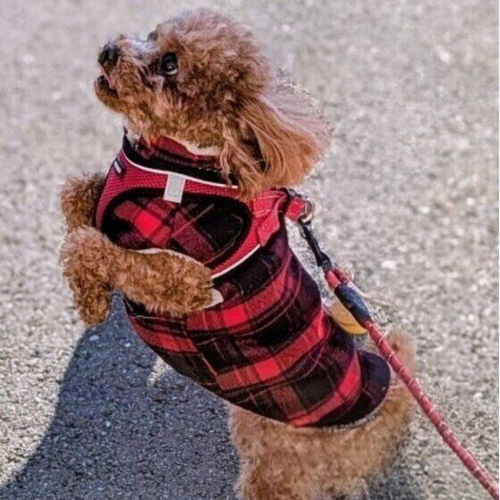 トイ・プードルのモモちゃん