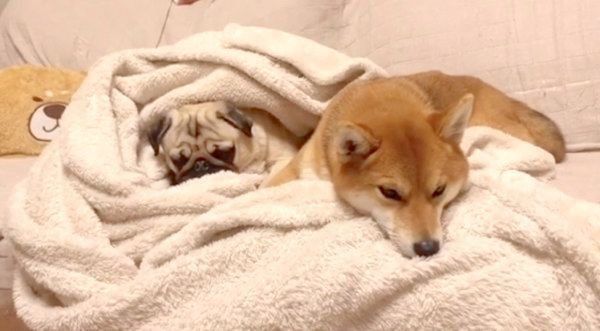 毛布でぬくぬくするラルくんとアキちゃん