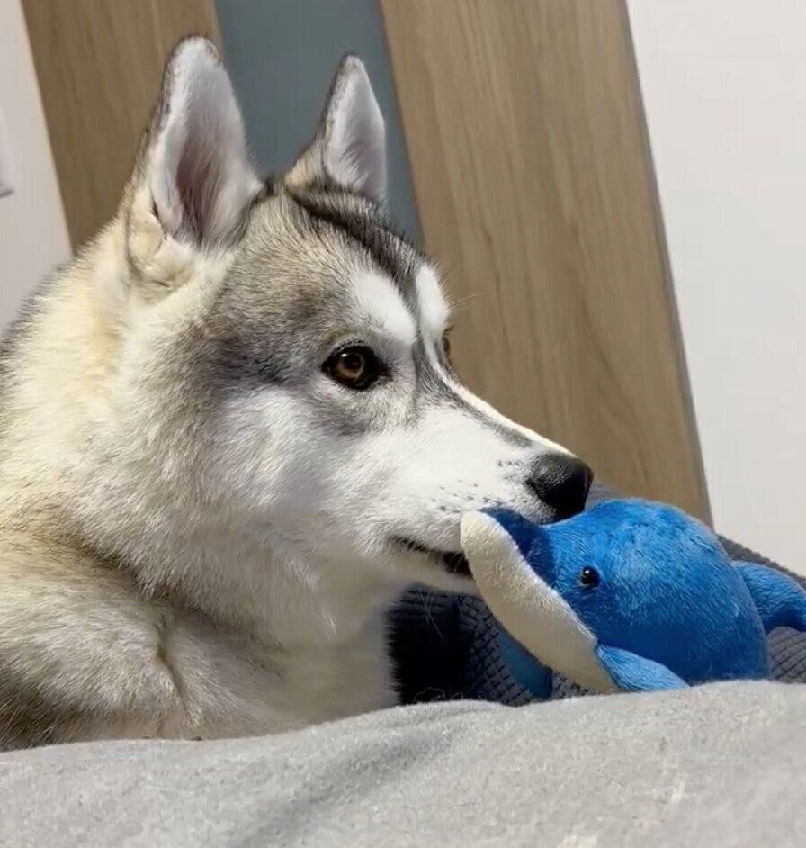 テレビ画面を見つめるグレイくん