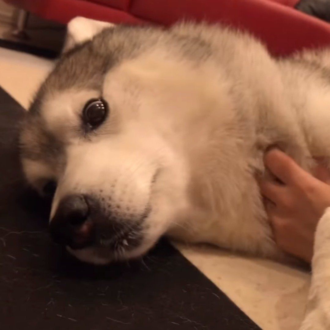 何だかんだ甘えん坊な文ちゃん