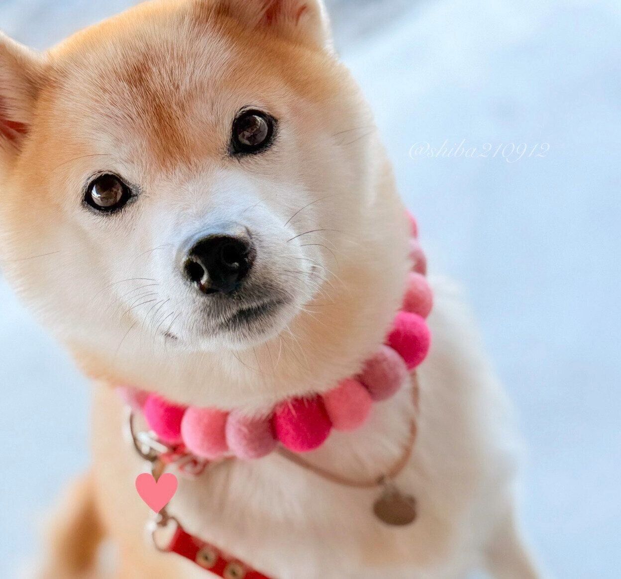 見つめるももちゃん