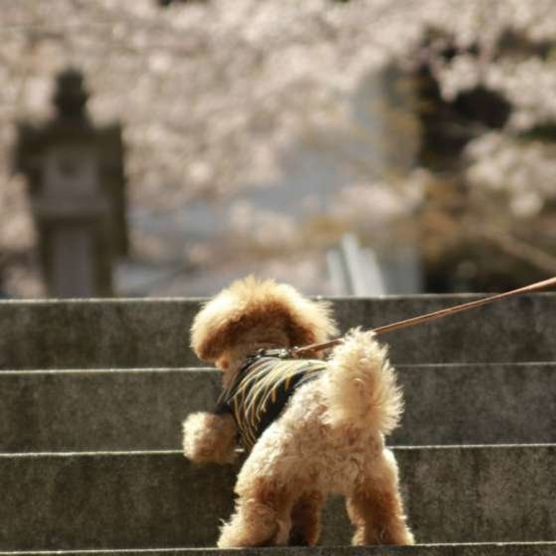 犬が飼い主にお尻をくっつけてくるのはなぜ 可愛いおしり画像とともにご紹介 いぬのきもちweb Magazine 犬が飼い主にお尻をくっつけてくるのはなぜ 可愛いおしり画像とともにご紹介 いぬのきもちweb Magazine
