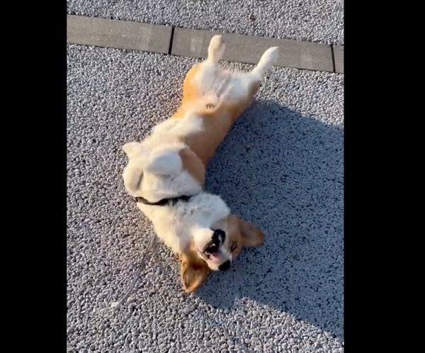 ゴロゴロ転がるウィンストンくん