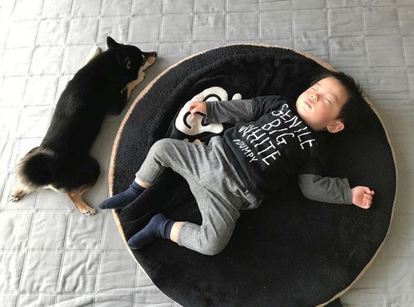 添い寝する柴犬